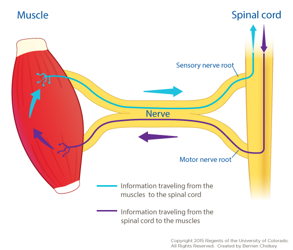 A graphic rendering of a red muscle and a yellow spinal cord with a yellow nerve connecting them. There is a blue line showing information going from muscle to spinal cord via the sensory nerve root and a purple line going from spinal cord to muscle via the motor nerve root.